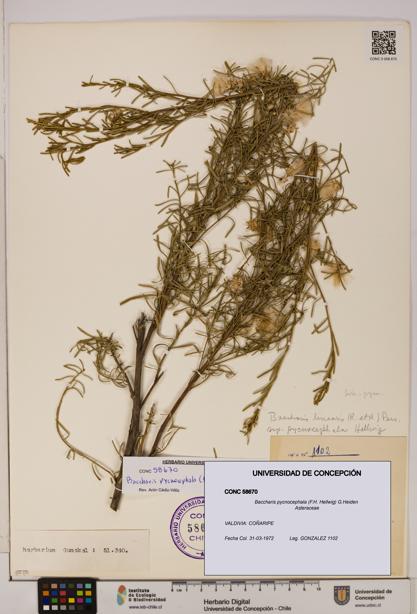 Baccharis pycnocephala [Espécimen: UDEC:CONC:0058670]