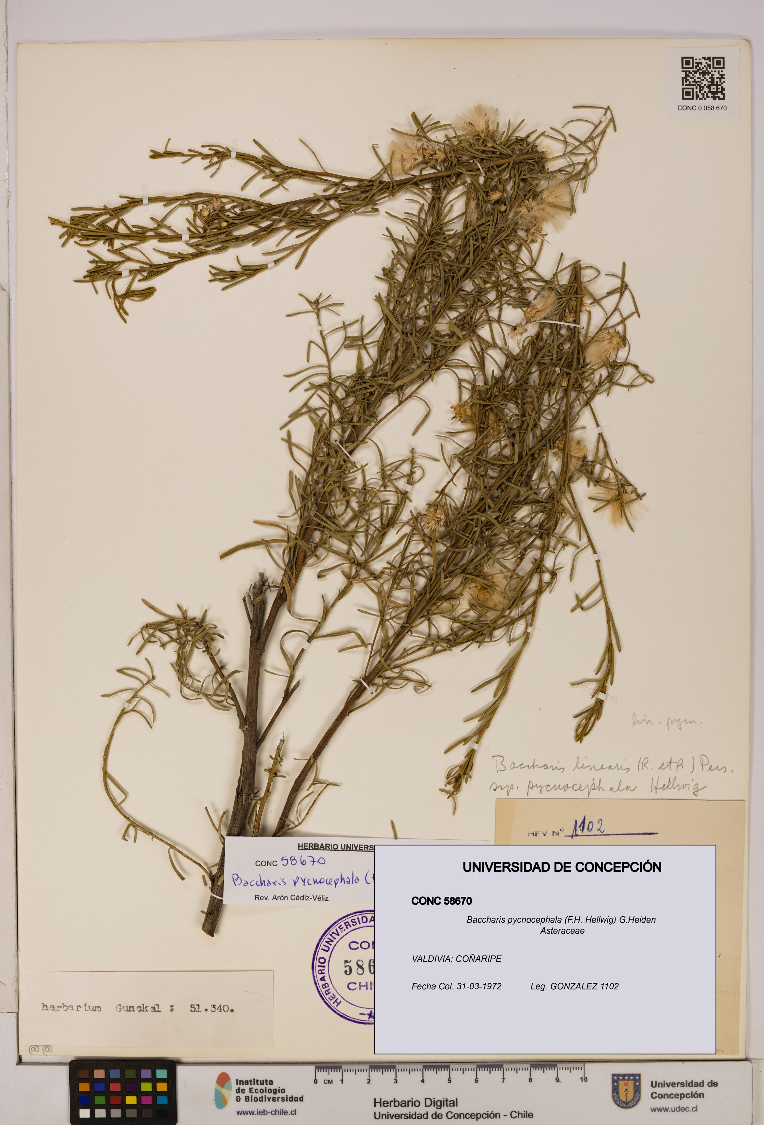 Baccharis pycnocephala [Espécimen: UDEC:CONC:0058670]
