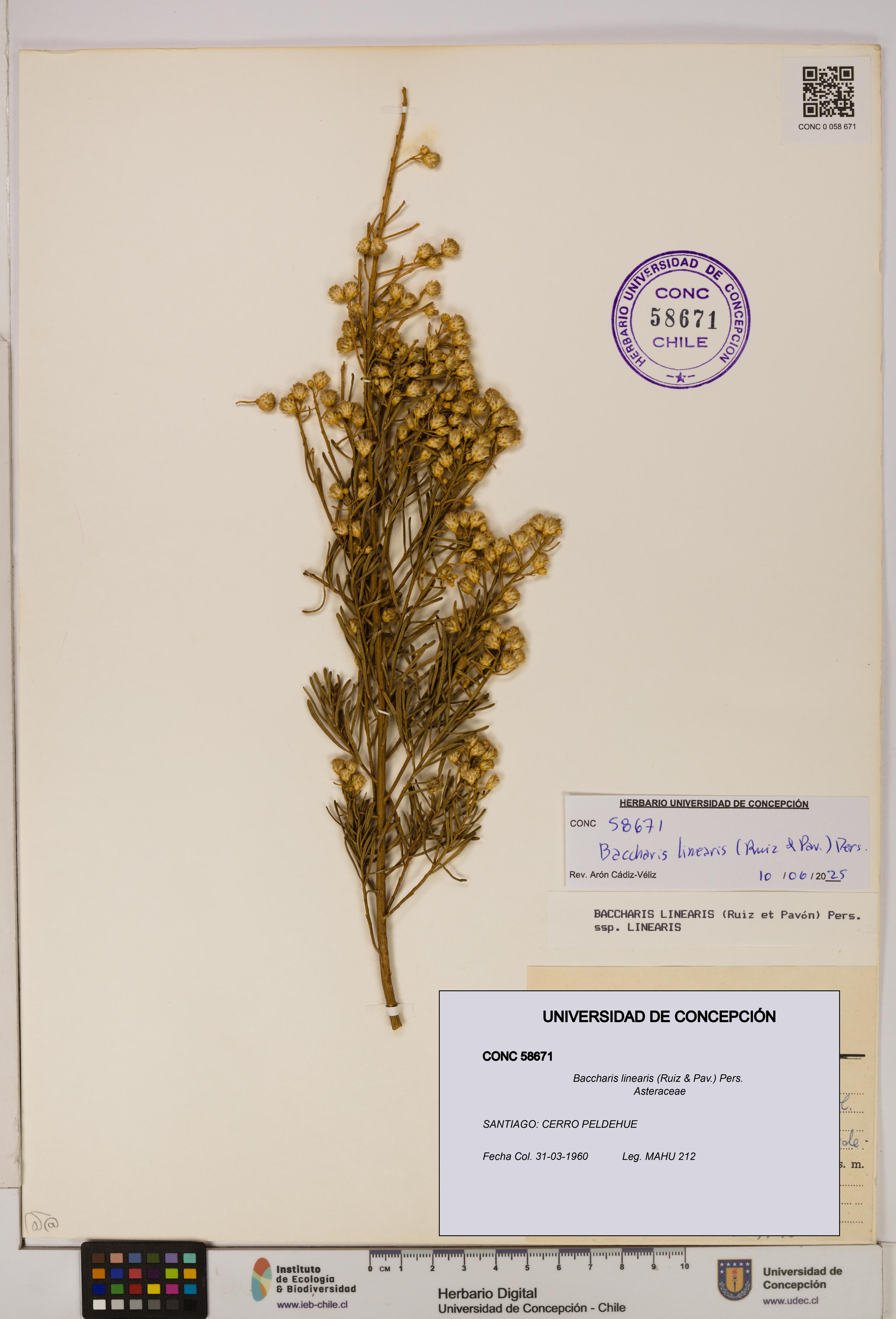 Baccharis linearis [Espécimen: UDEC:CONC:0058671]