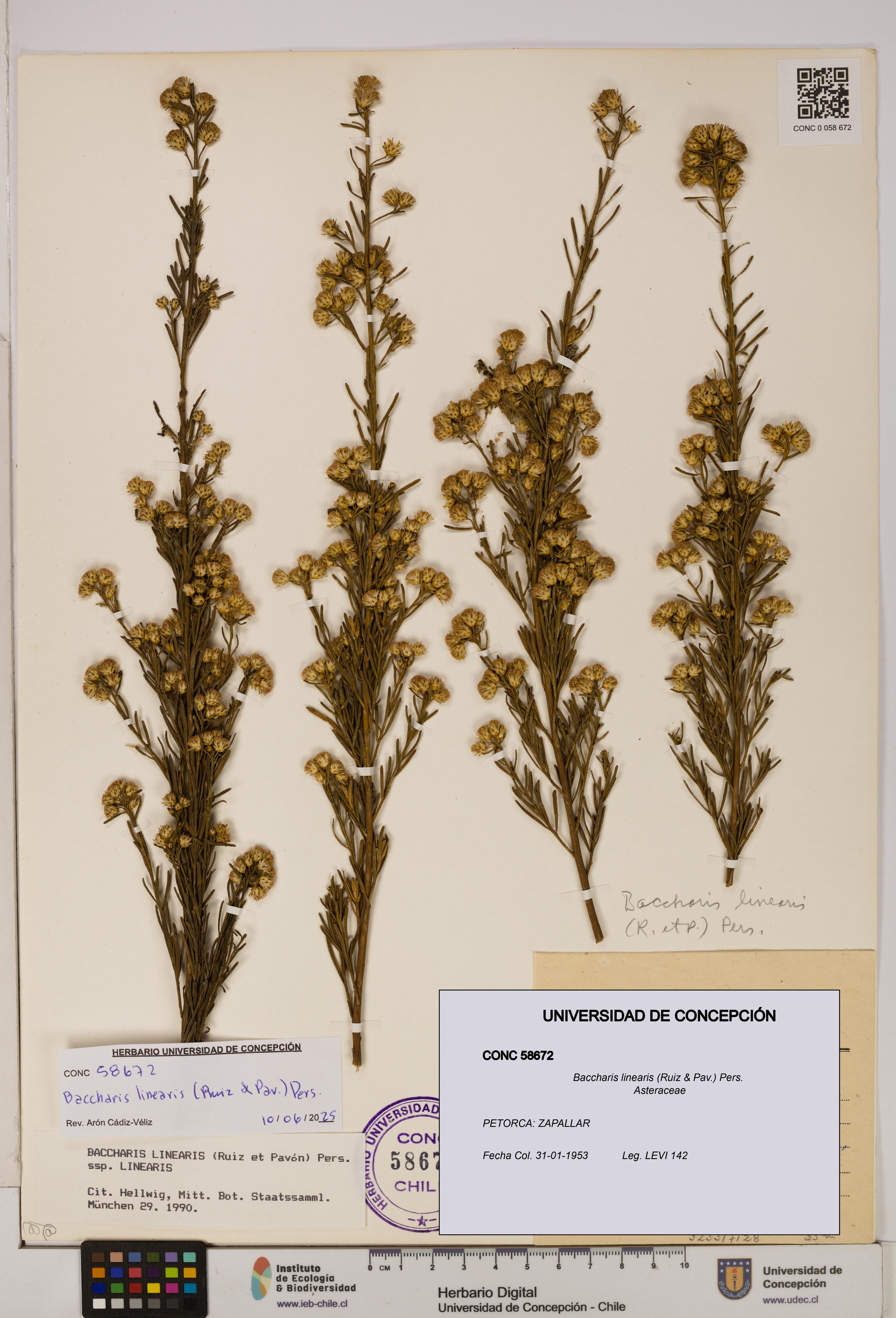 Baccharis linearis [Espécimen: UDEC:CONC:0058672]