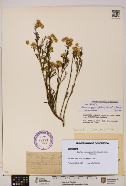 Baccharis pycnocephala [Espécimen: UDEC:CONC:0058673]