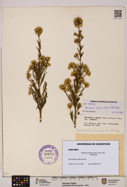 Baccharis linearis [Espécimen: UDEC:CONC:0058674]