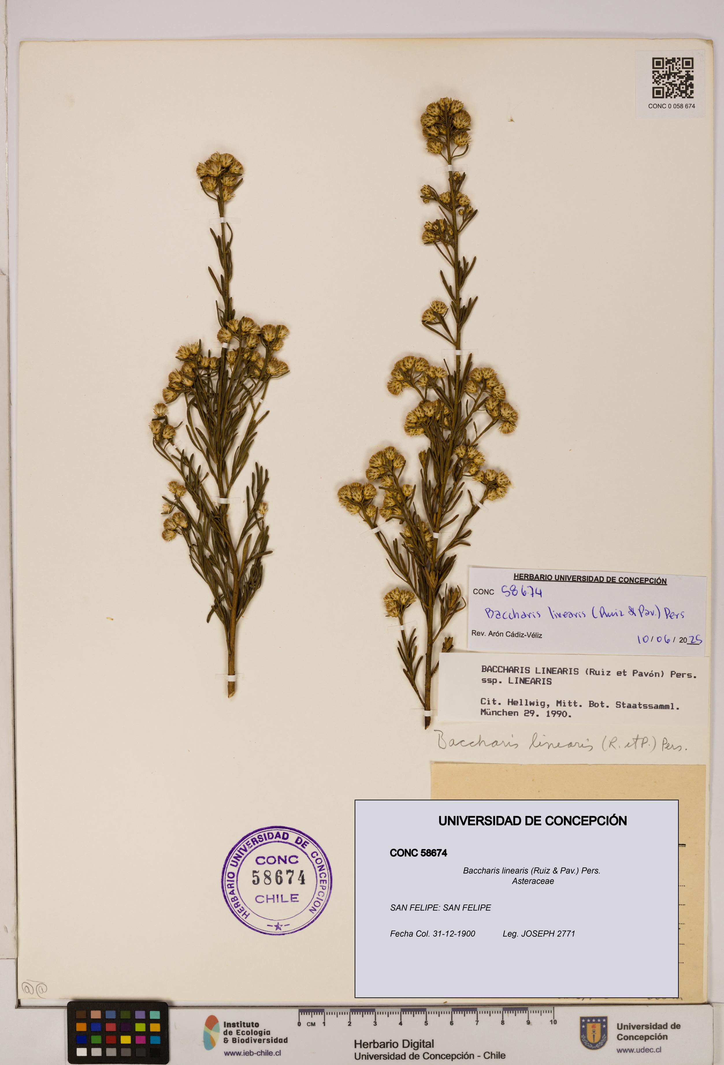 Baccharis linearis [Espécimen: UDEC:CONC:0058674]