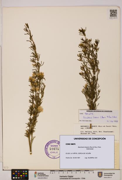 Baccharis linearis [Espécimen: UDEC:CONC:0058675]