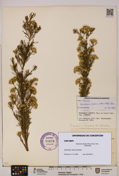 Baccharis linearis [Espécimen: UDEC:CONC:0058676]