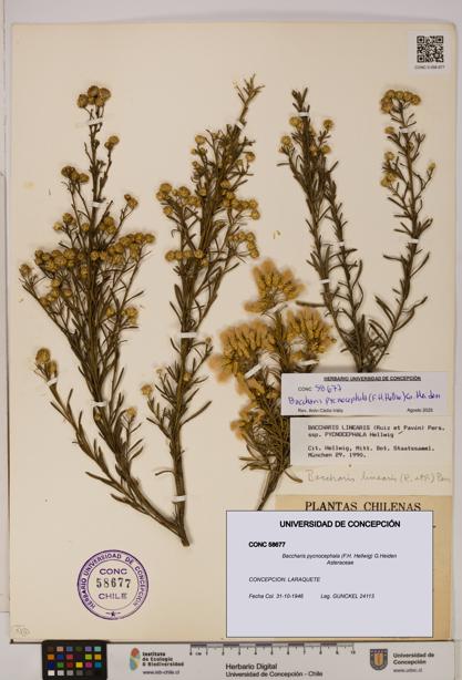 Baccharis pycnocephala [Espécimen: UDEC:CONC:0058677]