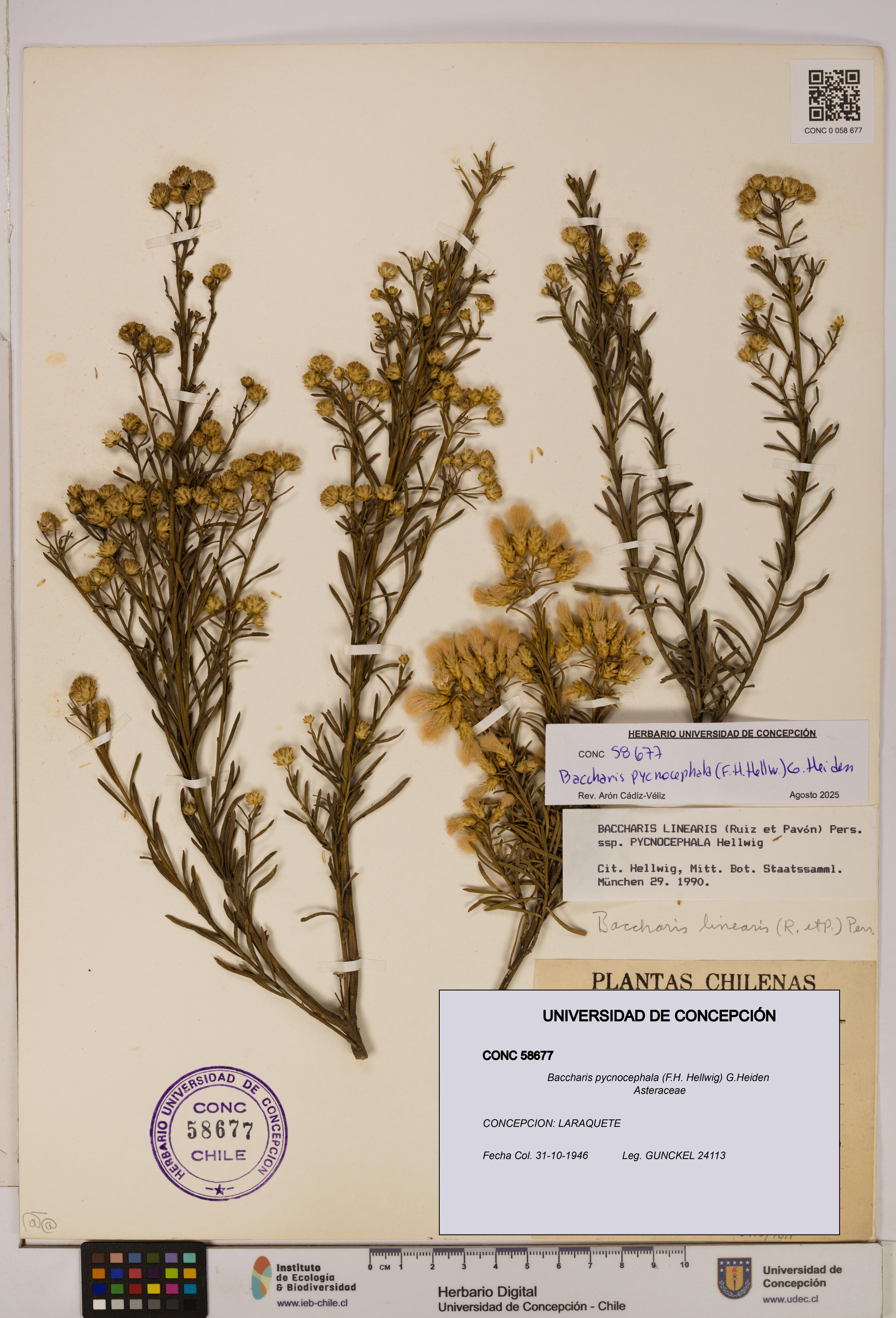 Baccharis pycnocephala [Espécimen: UDEC:CONC:0058677]
