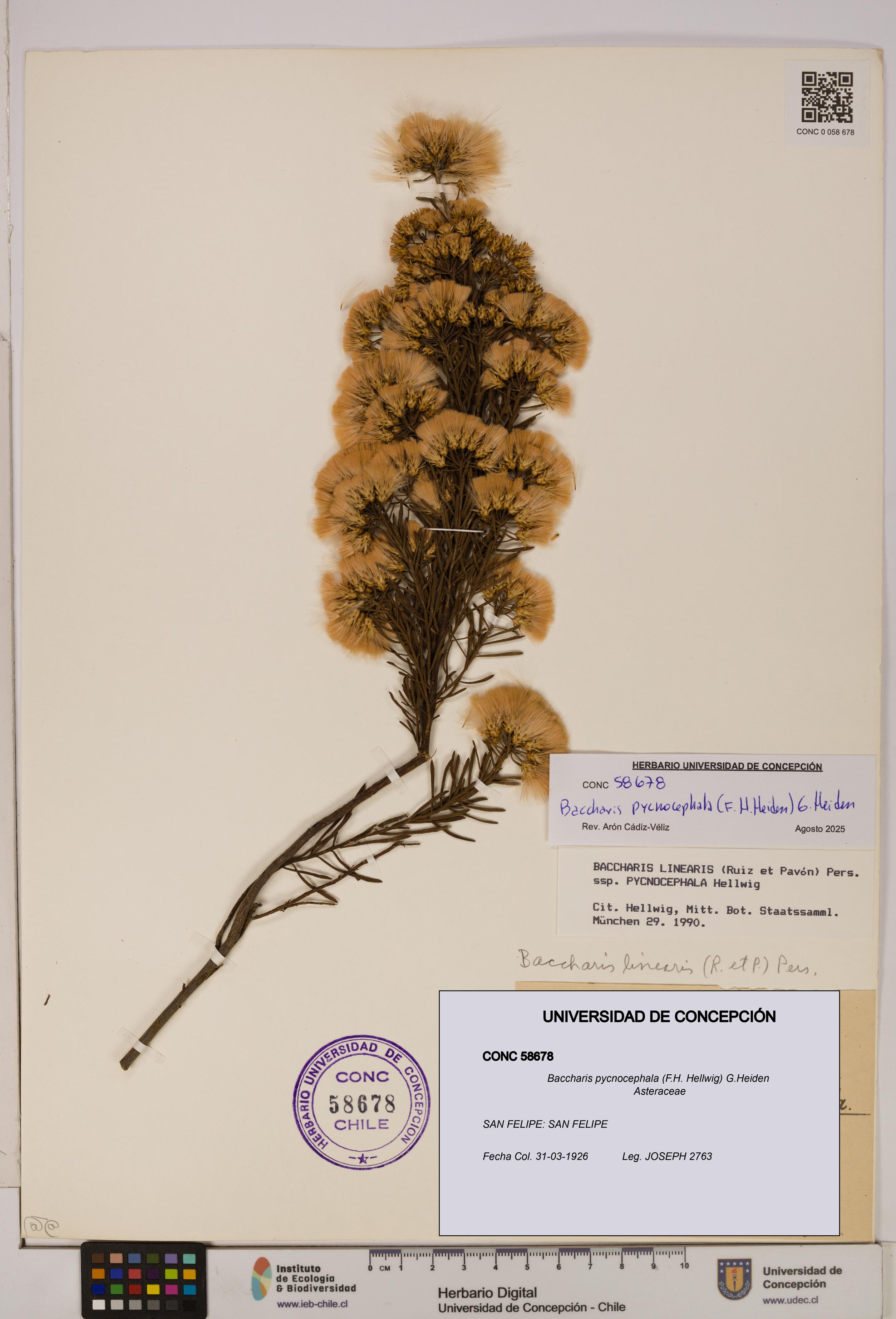 Baccharis pycnocephala [Espécimen: UDEC:CONC:0058678]