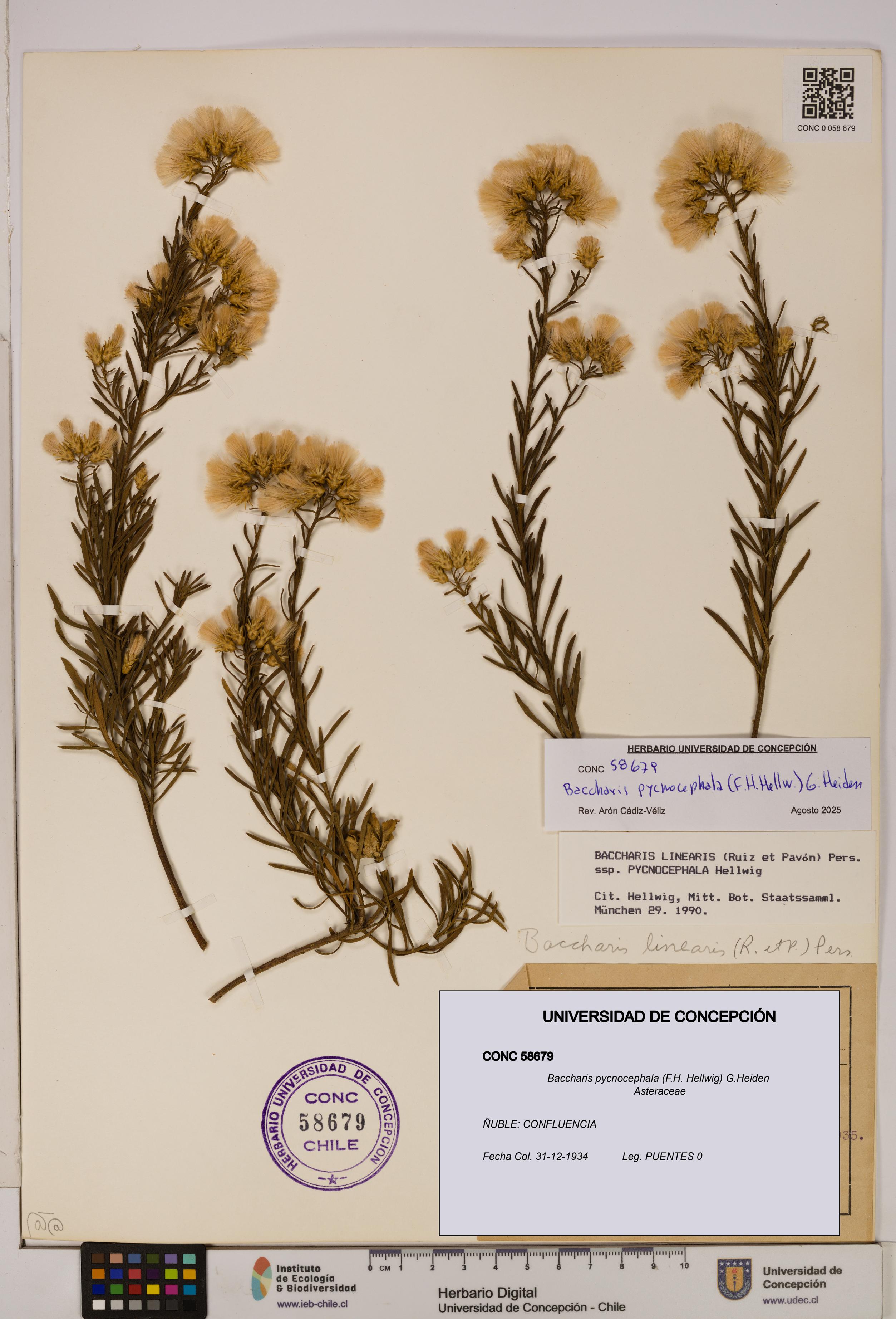 Baccharis pycnocephala [Espécimen: UDEC:CONC:0058679]