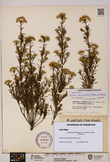 Baccharis pycnocephala [Espécimen: UDEC:CONC:0058680]