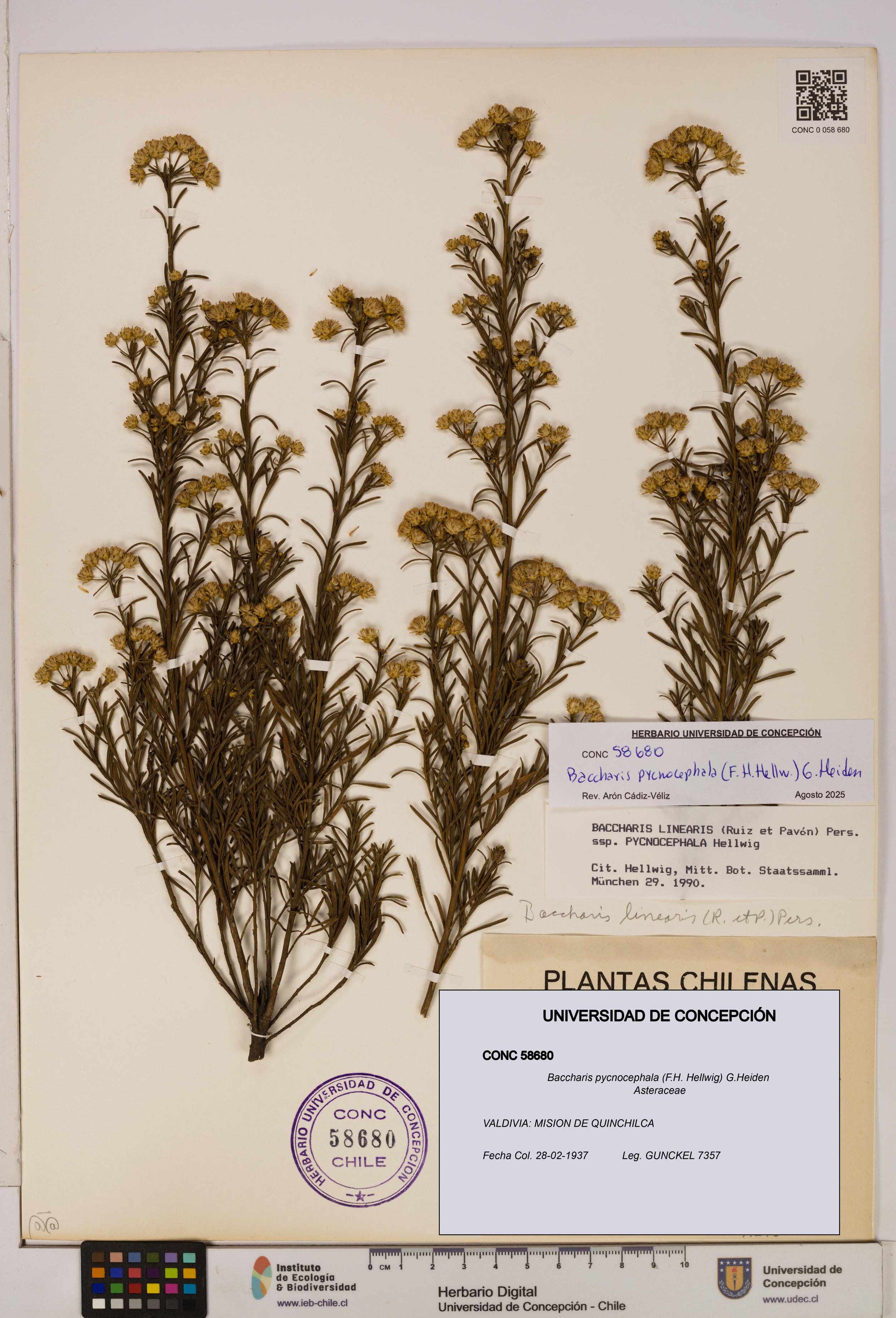 Baccharis pycnocephala [Espécimen: UDEC:CONC:0058680]