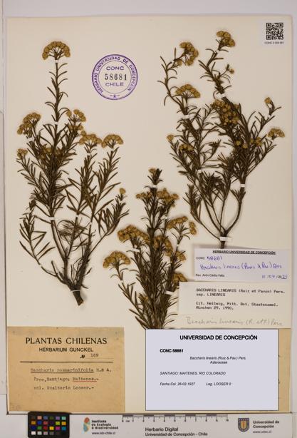Baccharis linearis [Espécimen: UDEC:CONC:0058681]