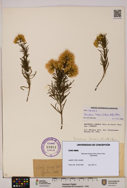 Baccharis linearis [Espécimen: UDEC:CONC:0058682]