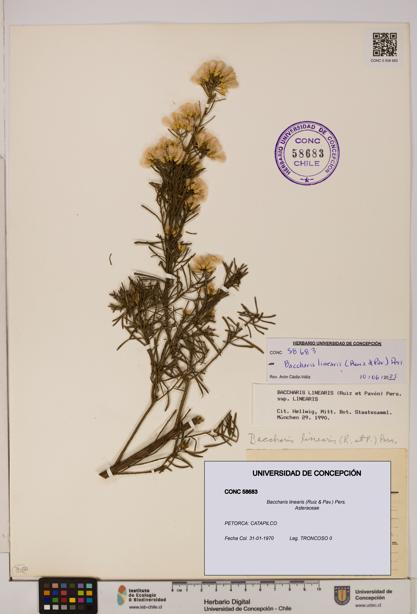 Baccharis linearis [Espécimen: UDEC:CONC:0058683]