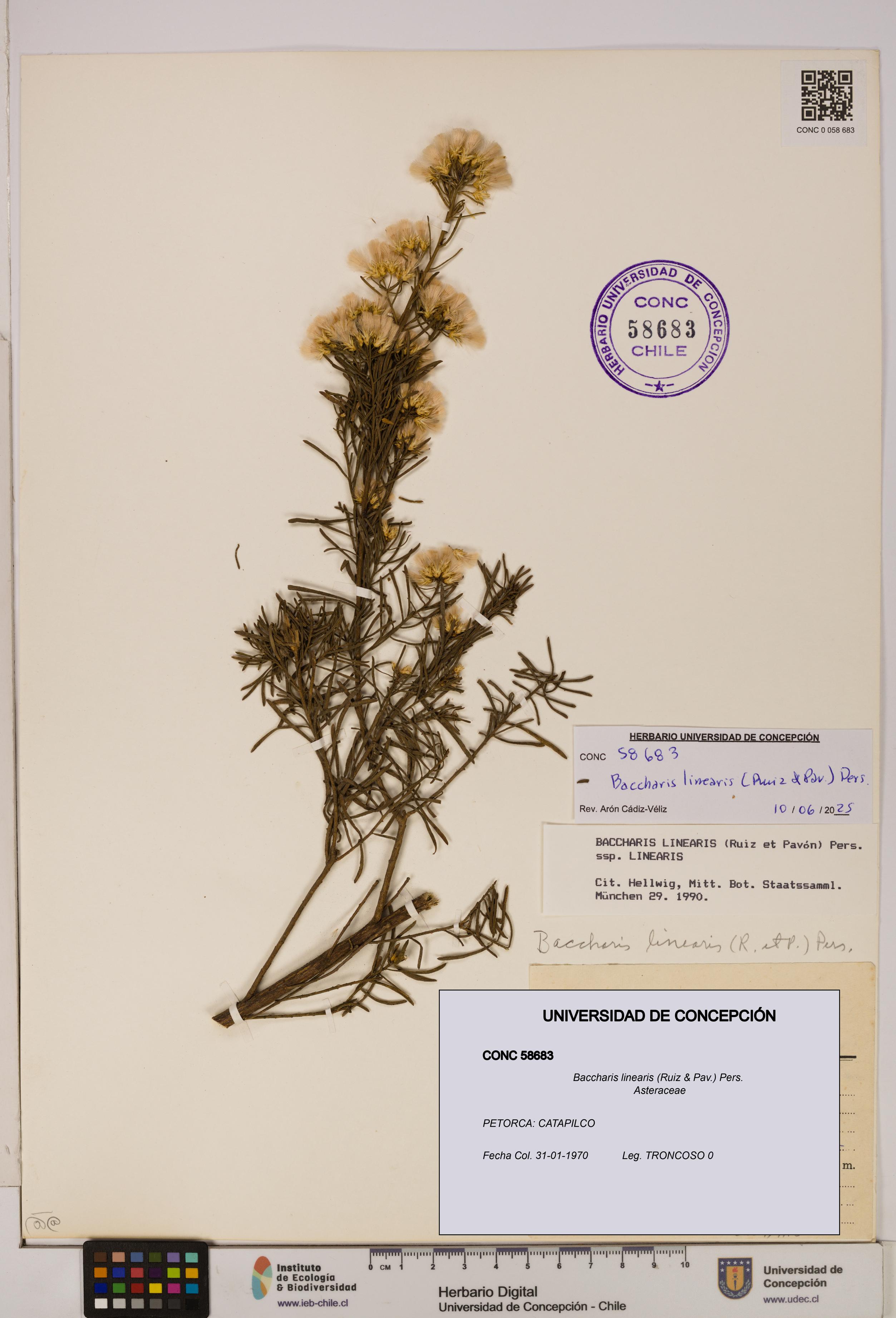 Baccharis linearis [Espécimen: UDEC:CONC:0058683]