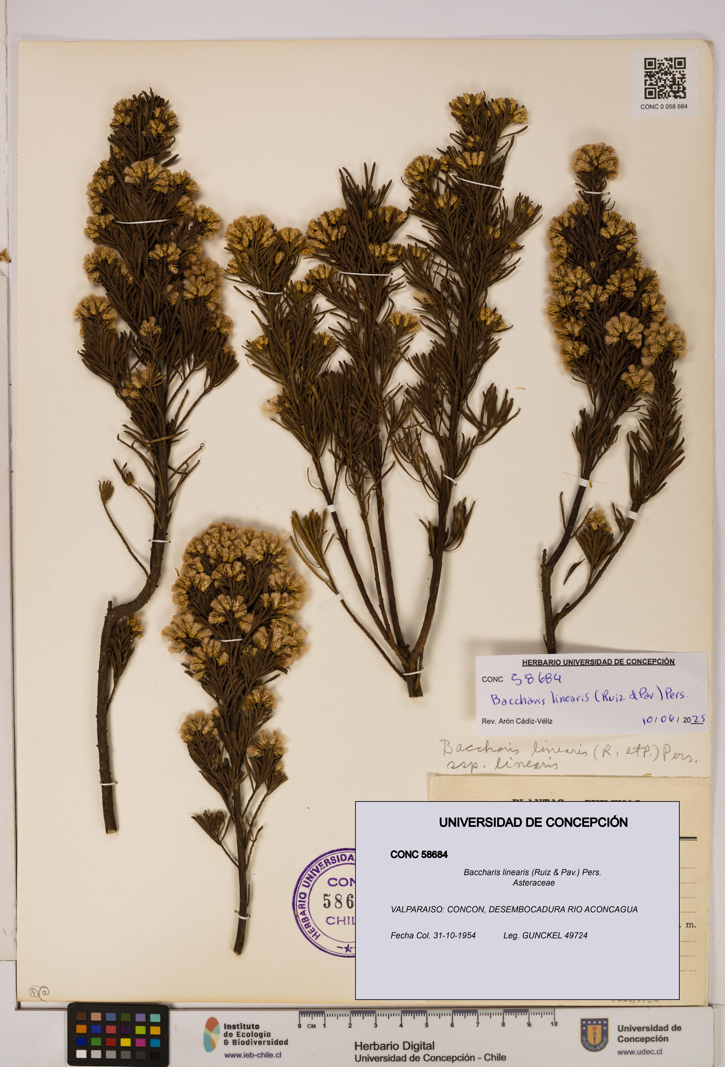 Baccharis linearis [Espécimen: UDEC:CONC:0058684]