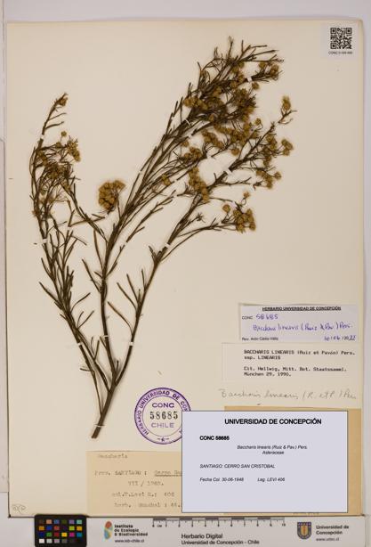 Baccharis linearis [Espécimen: UDEC:CONC:0058685]