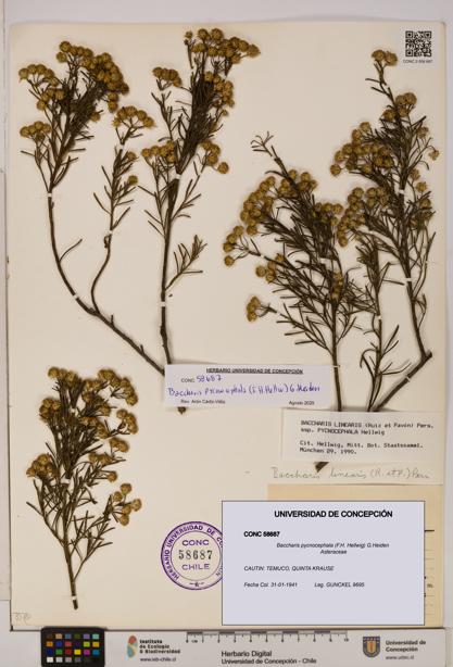 Baccharis pycnocephala [Espécimen: UDEC:CONC:0058687]