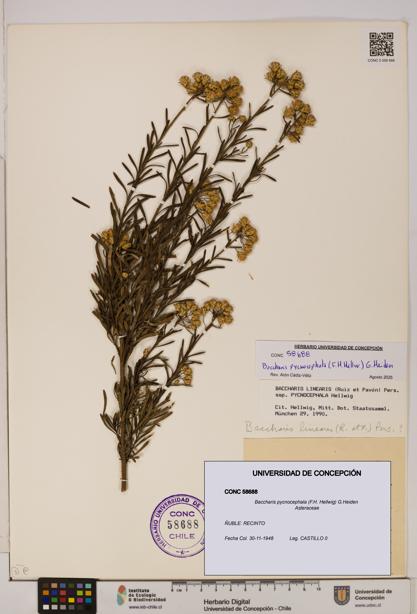 Baccharis pycnocephala [Espécimen: UDEC:CONC:0058688]