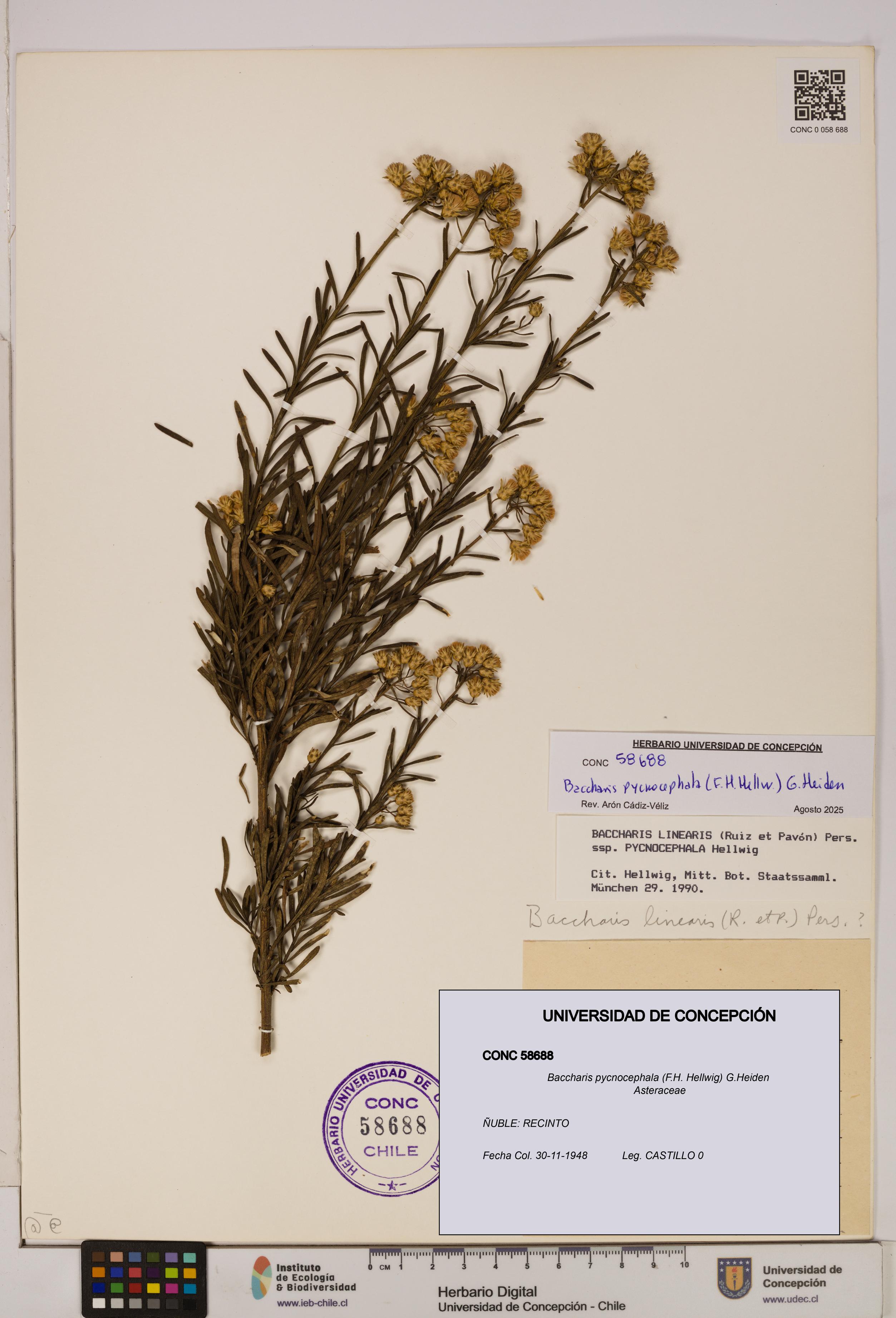 Baccharis pycnocephala [Espécimen: UDEC:CONC:0058688]