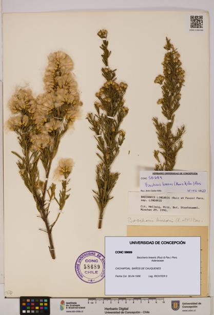 Baccharis linearis [Espécimen: UDEC:CONC:0058689]