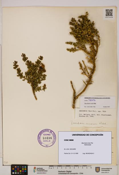 Baccharis tola [Espécimen: UDEC:CONC:0058696]