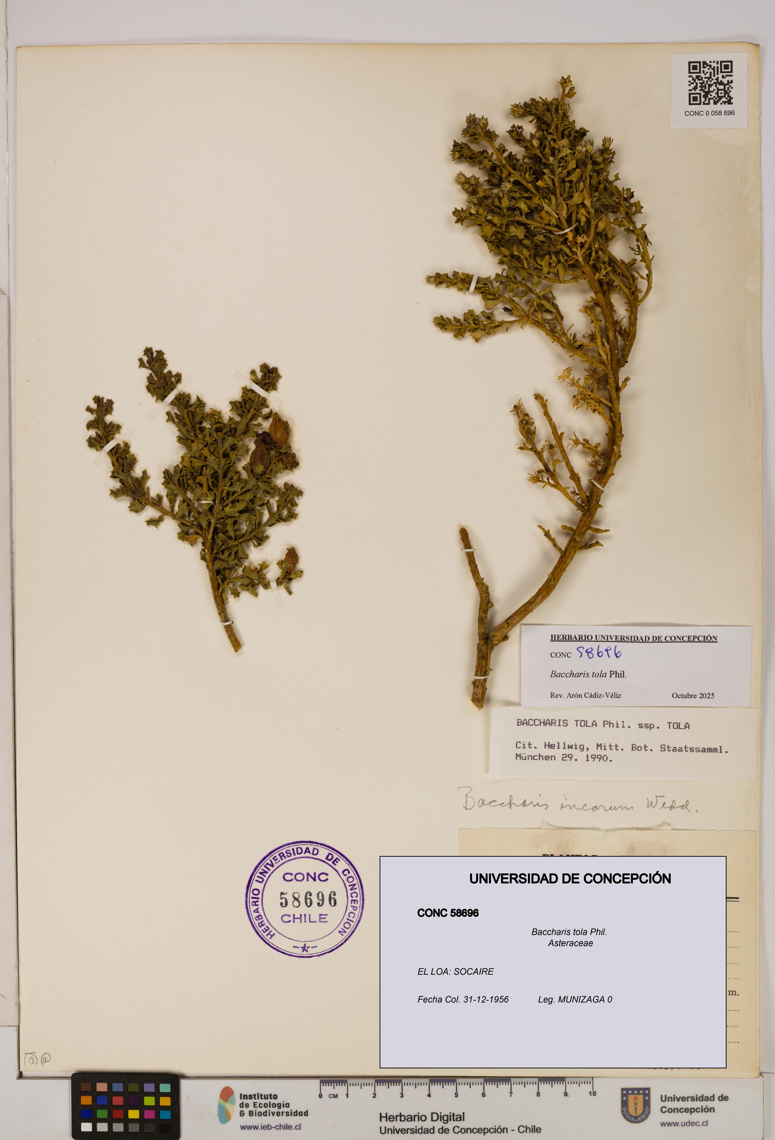Baccharis tola [Espécimen: UDEC:CONC:0058696]