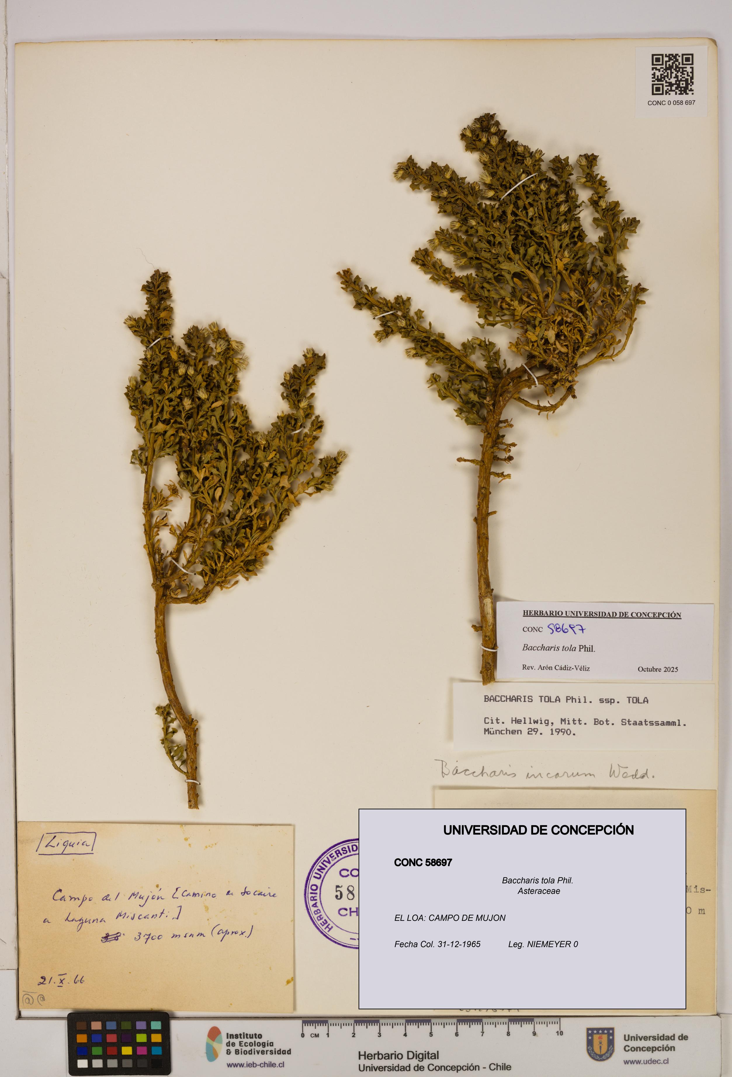 Baccharis tola [Espécimen: UDEC:CONC:0058697]