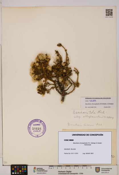 Baccharis chrysophylla [Espécimen: UDEC:CONC:0058698]