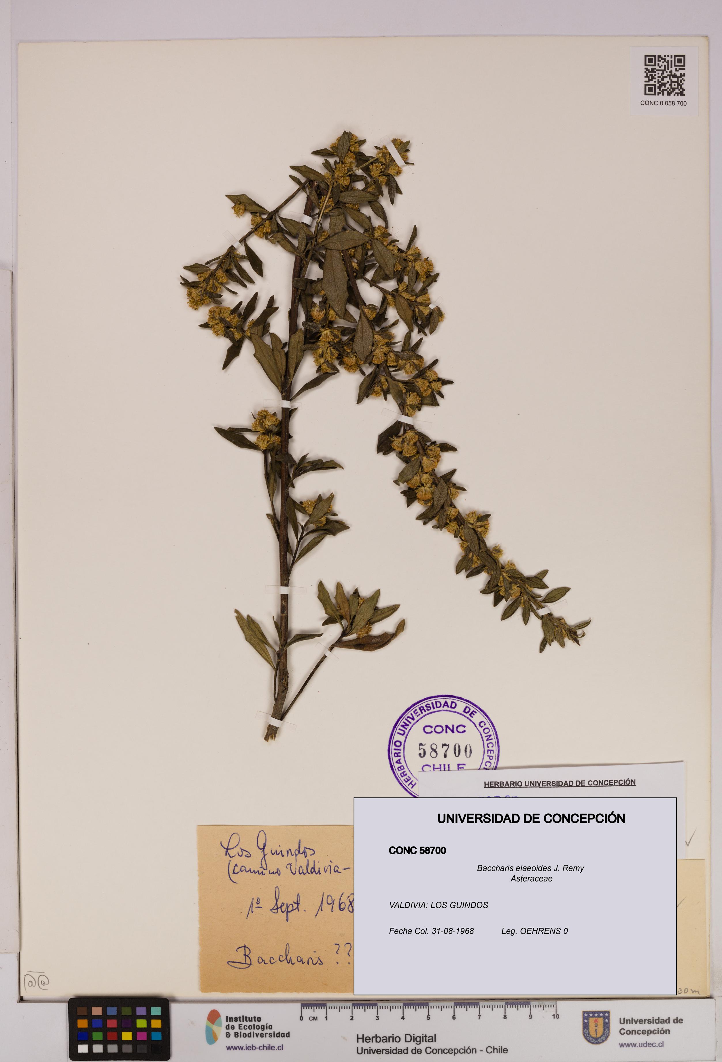 Baccharis elaeoides [Espécimen: UDEC:CONC:0058700]