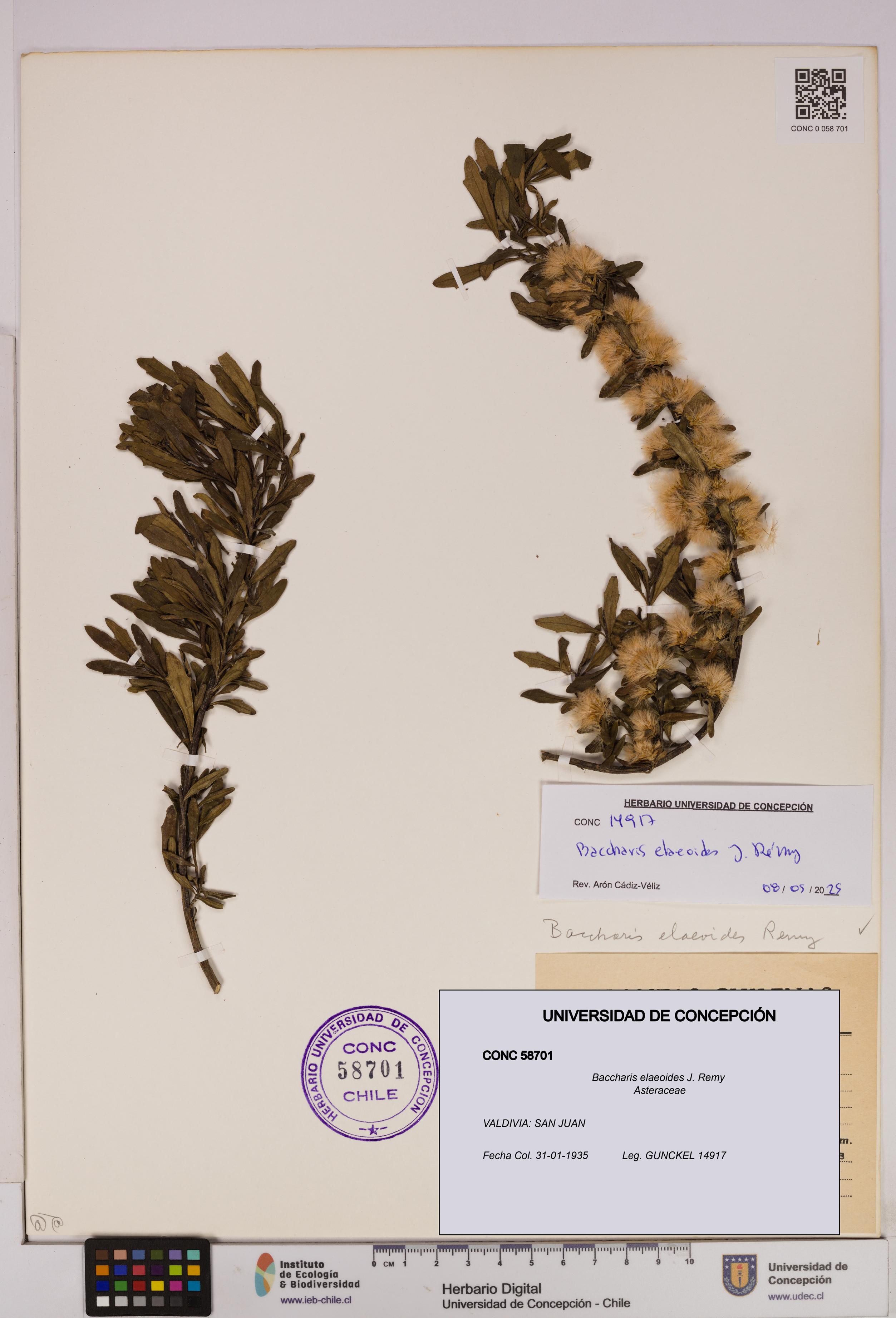 Baccharis elaeoides [Espécimen: UDEC:CONC:0058701]