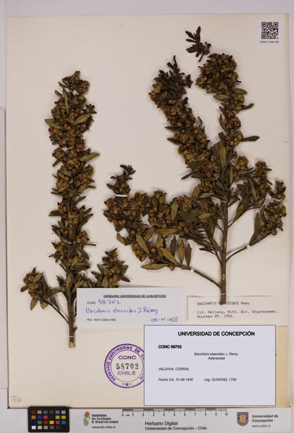 Baccharis elaeoides [Espécimen: UDEC:CONC:0058702]