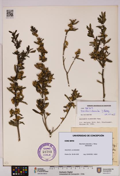 Baccharis elaeoides [Espécimen: UDEC:CONC:0058703]