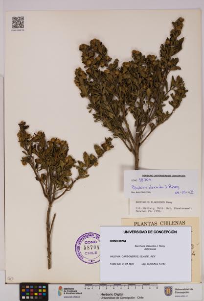 Baccharis elaeoides [Espécimen: UDEC:CONC:0058704]