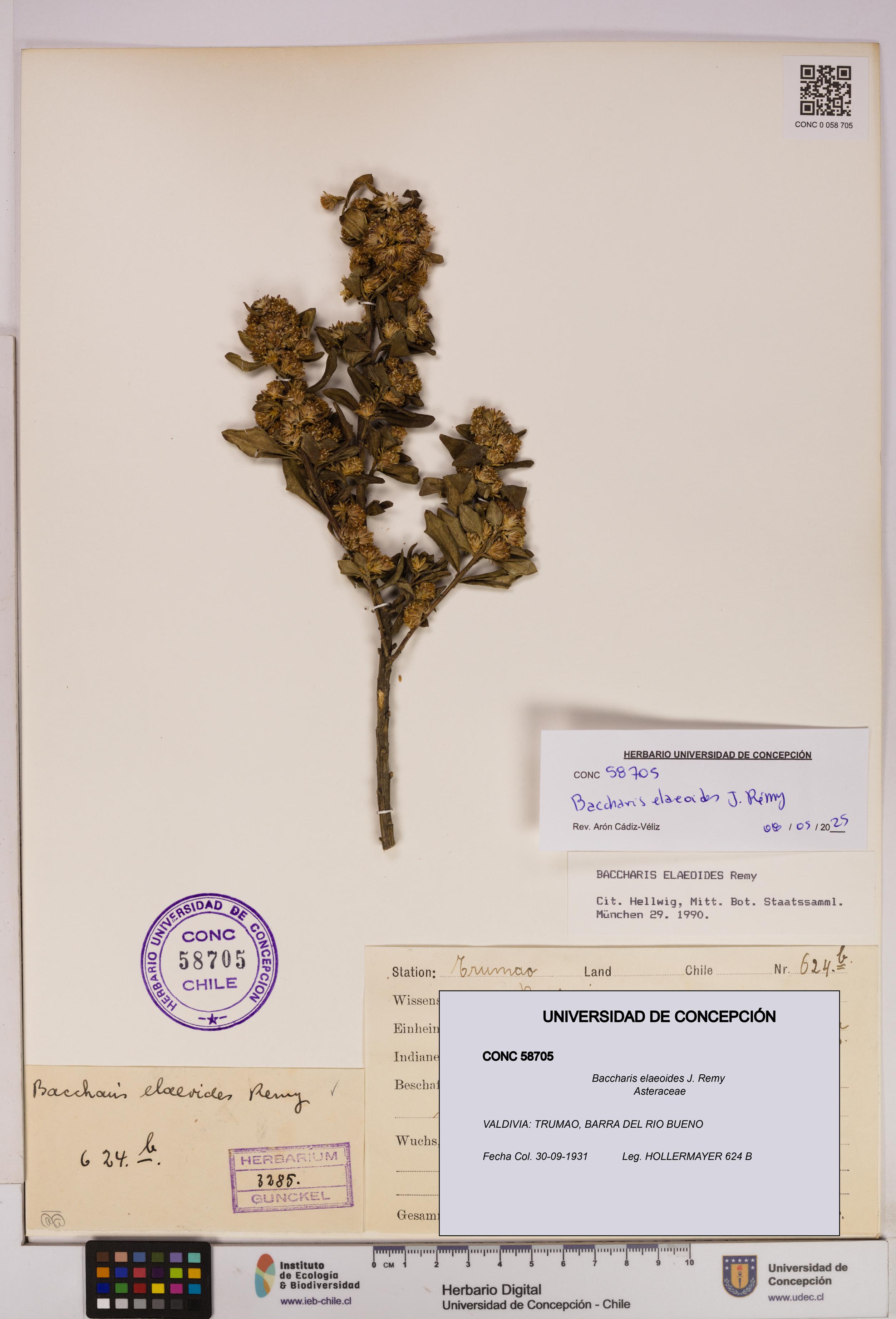 Baccharis elaeoides [Espécimen: UDEC:CONC:0058705]
