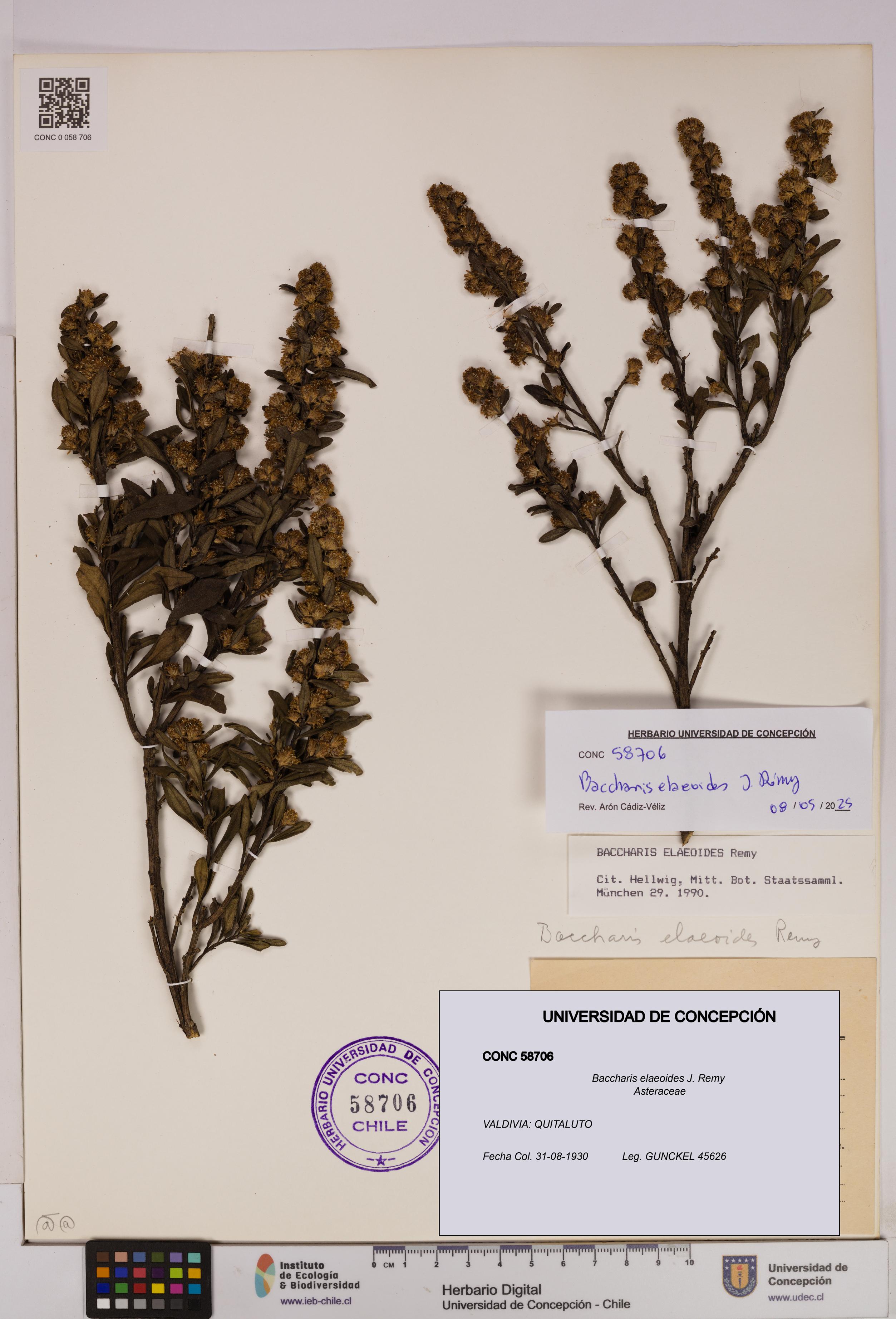 Baccharis elaeoides [Espécimen: UDEC:CONC:0058706]