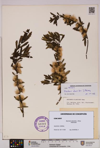 Baccharis elaeoides [Espécimen: UDEC:CONC:0058707]