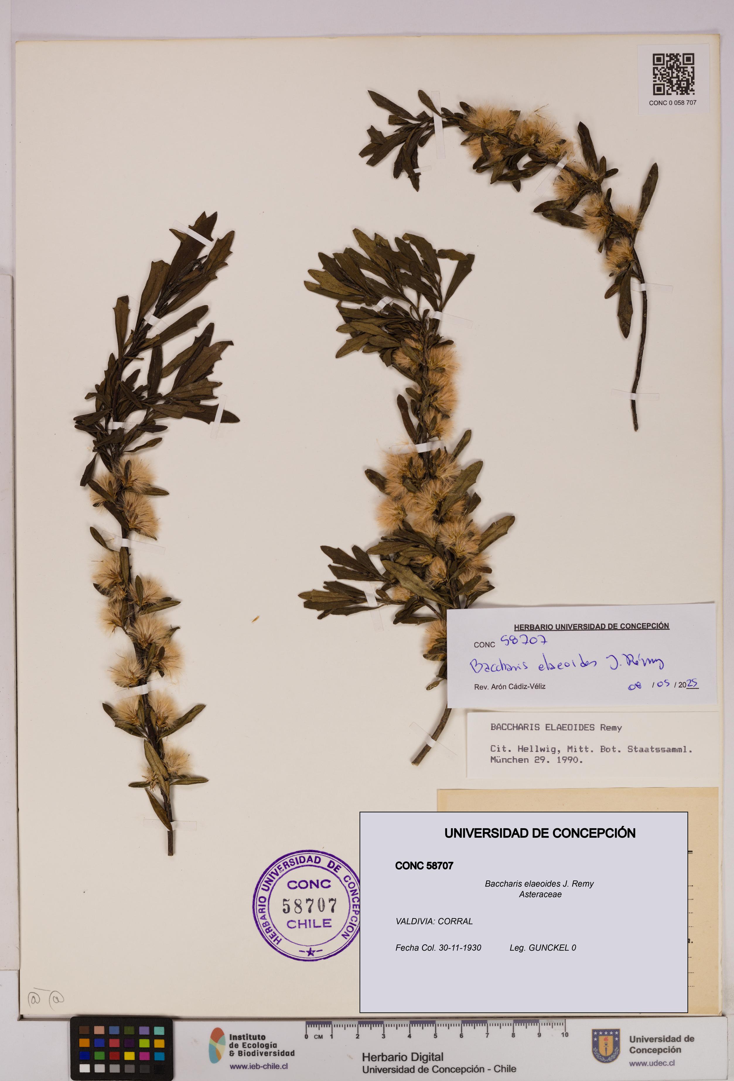 Baccharis elaeoides [Espécimen: UDEC:CONC:0058707]