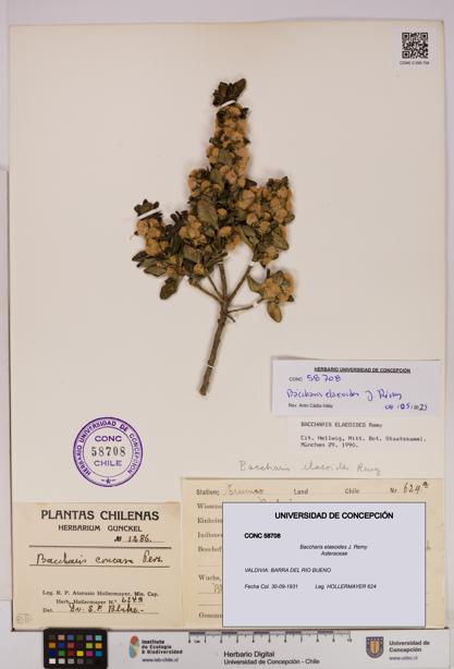 Baccharis elaeoides [Espécimen: UDEC:CONC:0058708]