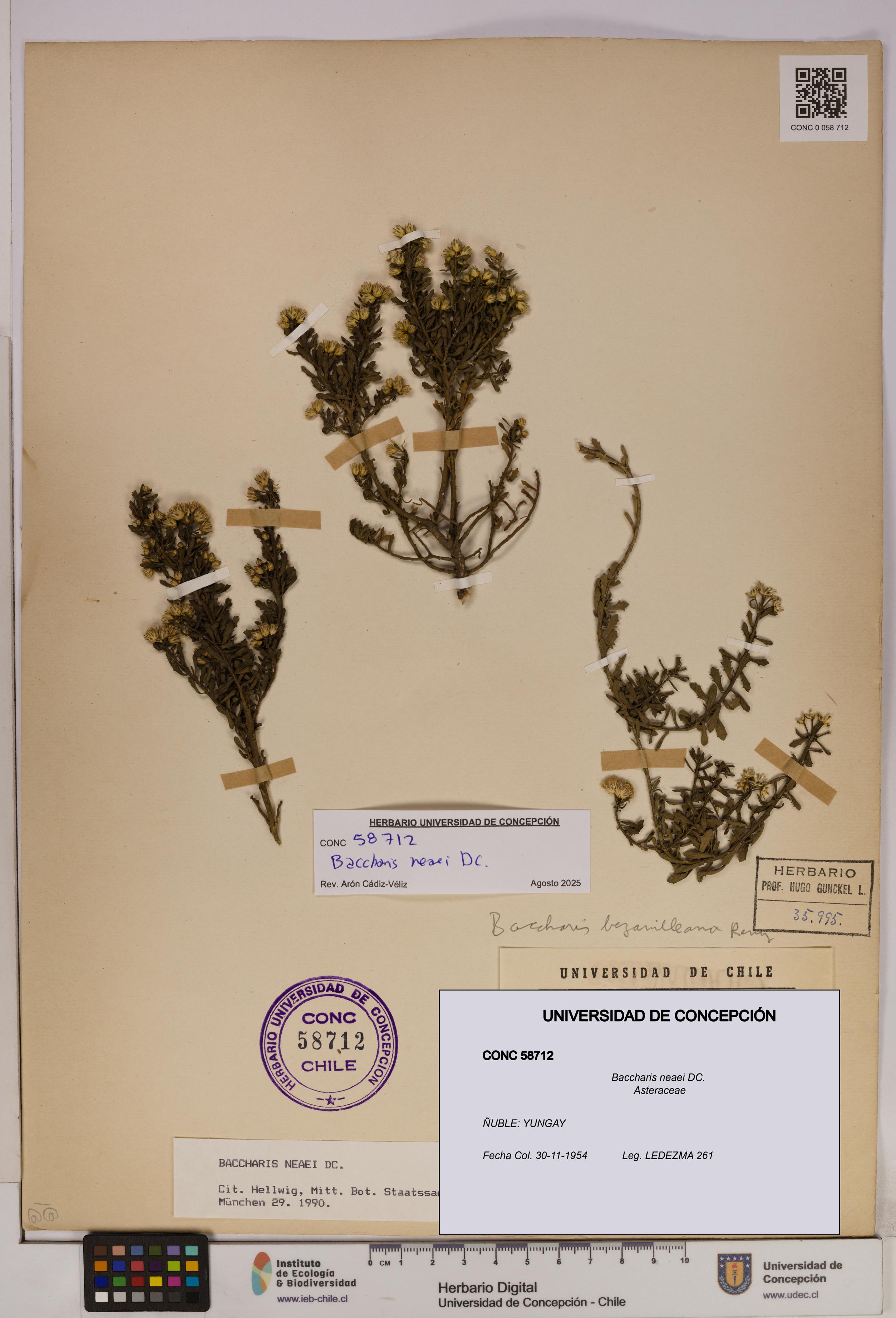 Baccharis neaei [Espécimen: UDEC:CONC:0058712]