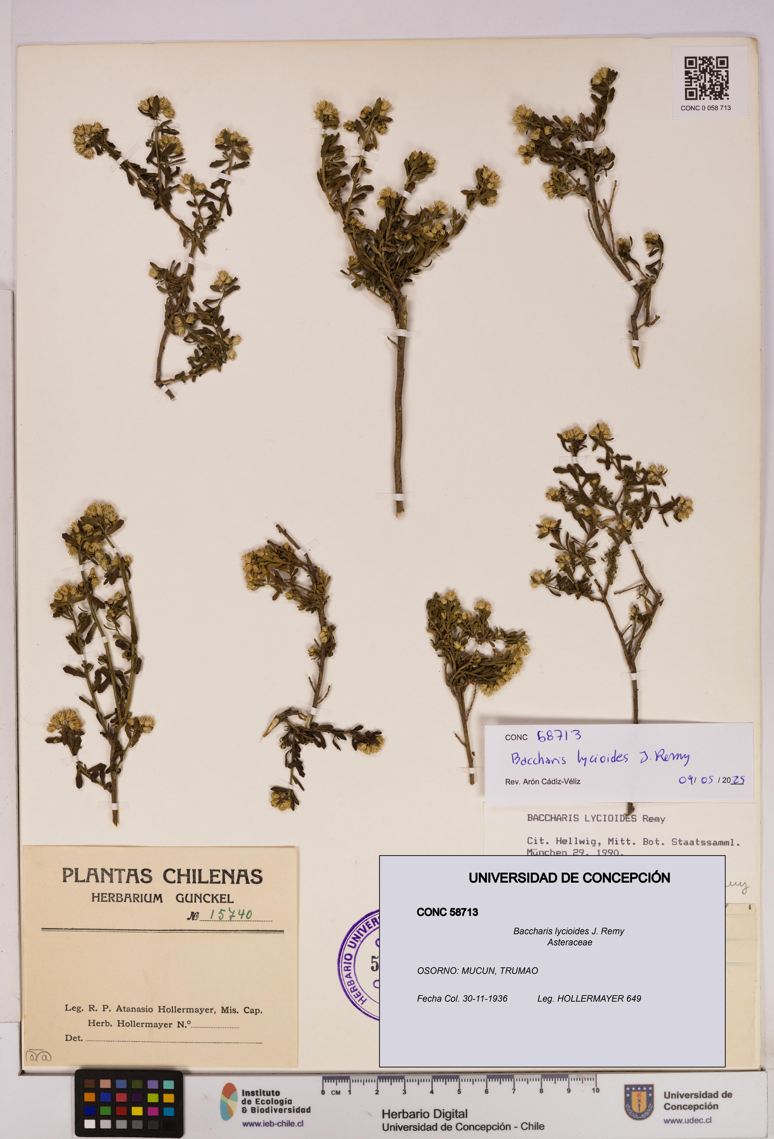 Baccharis lycioides [Espécimen: UDEC:CONC:0058713]