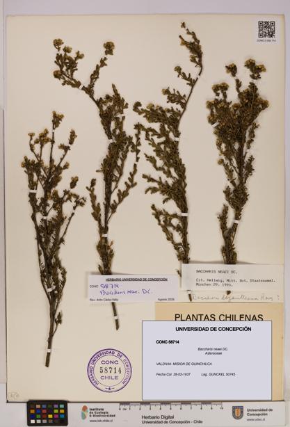 Baccharis neaei [Espécimen: UDEC:CONC:0058714]