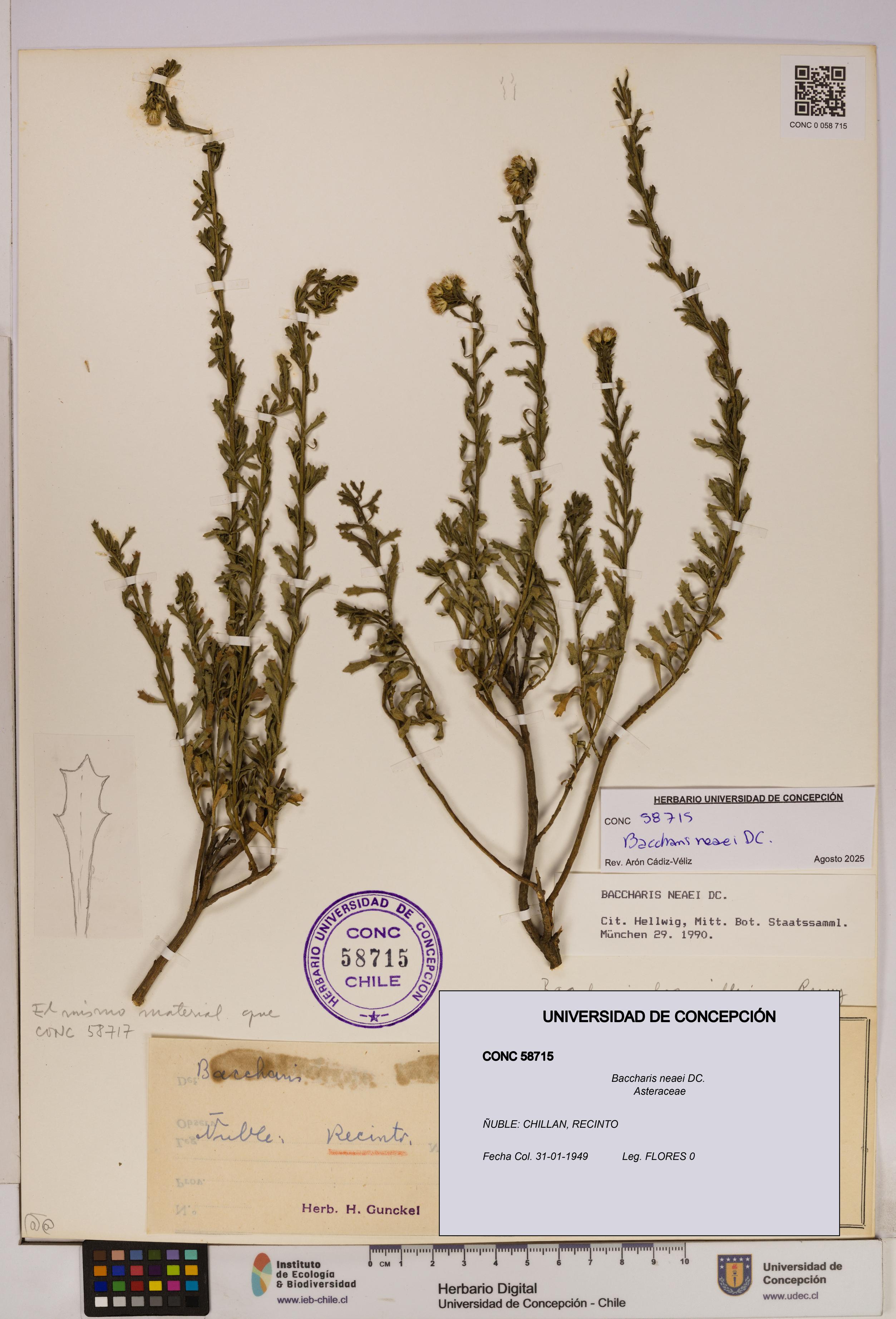 Baccharis neaei [Espécimen: UDEC:CONC:0058715]