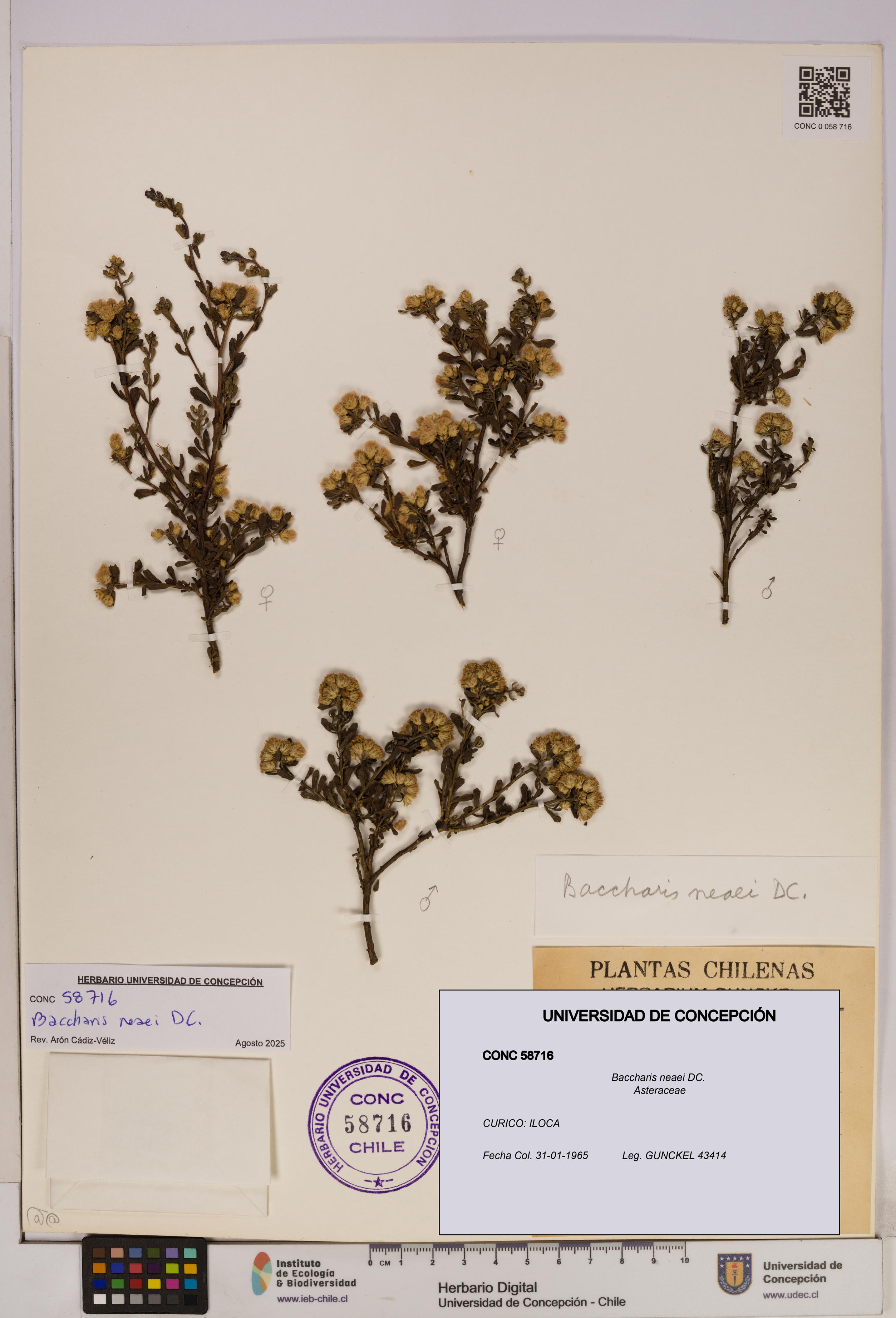 Baccharis neaei [Espécimen: UDEC:CONC:0058716]