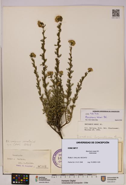 Baccharis neaei [Espécimen: UDEC:CONC:0058717]