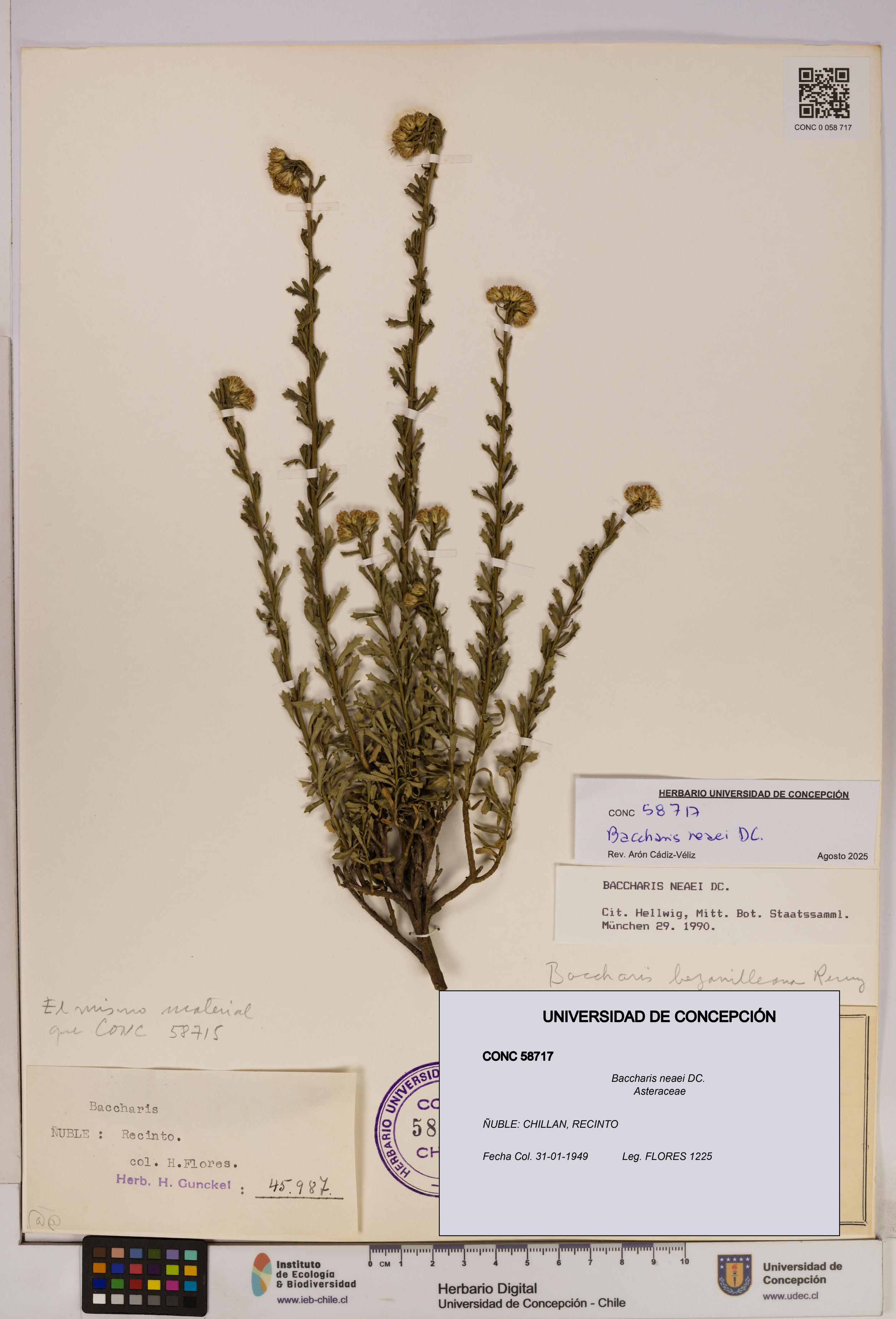 Baccharis neaei [Espécimen: UDEC:CONC:0058717]