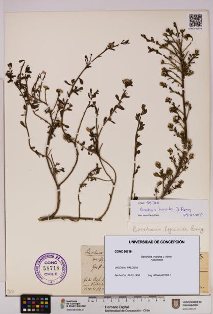 Baccharis lycioides [Espécimen: UDEC:CONC:0058718]