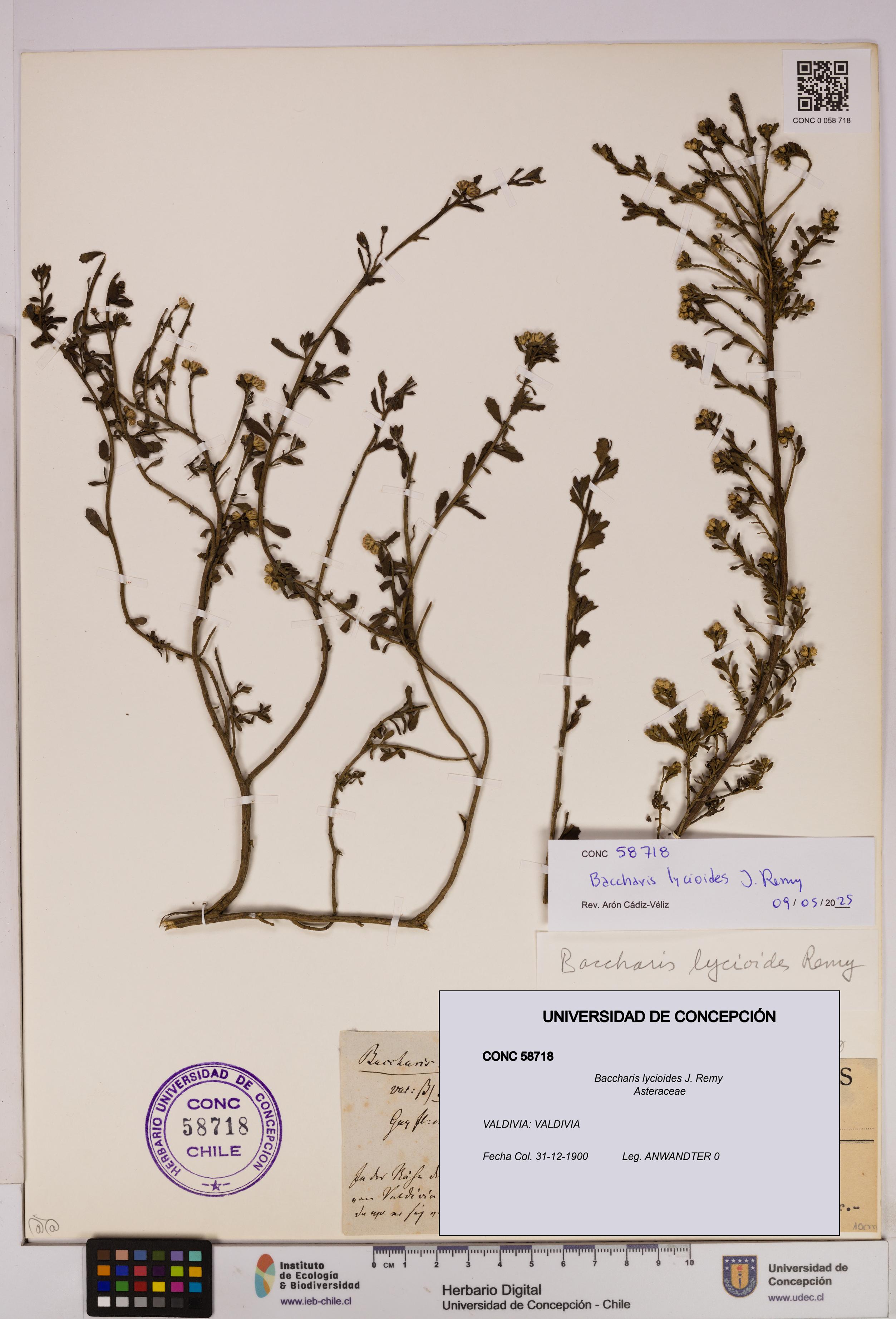 Baccharis lycioides [Espécimen: UDEC:CONC:0058718]