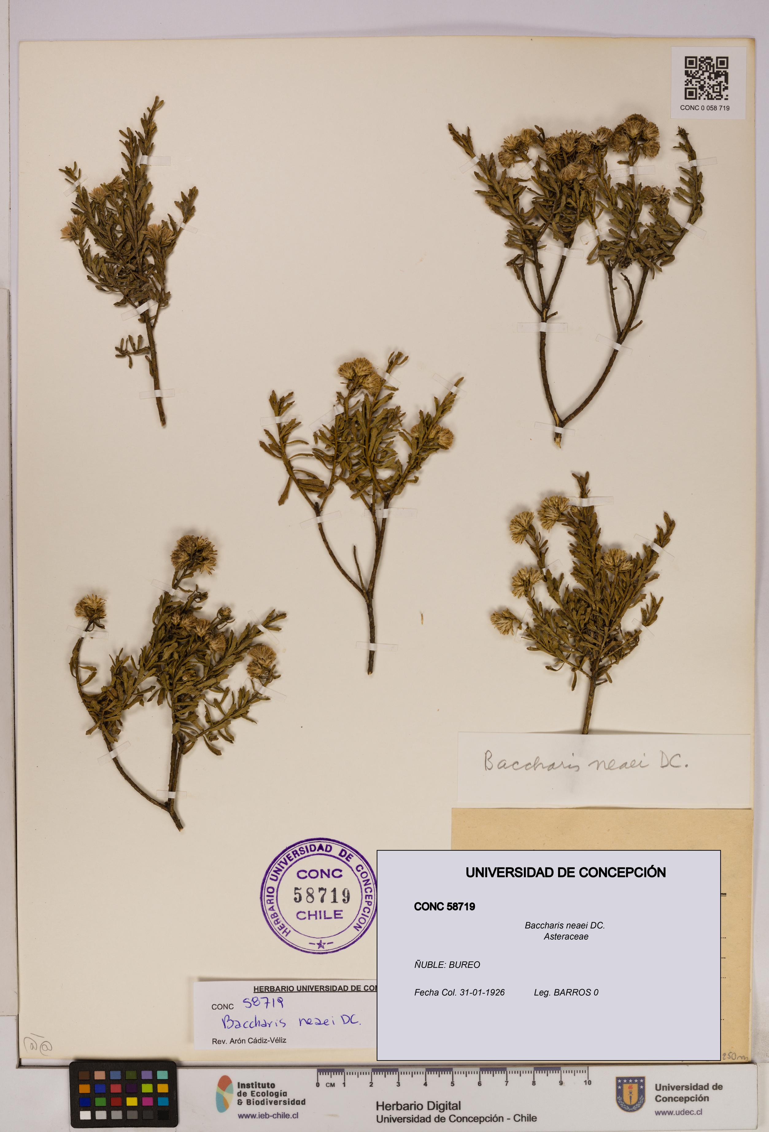 Baccharis neaei [Espécimen: UDEC:CONC:0058719]