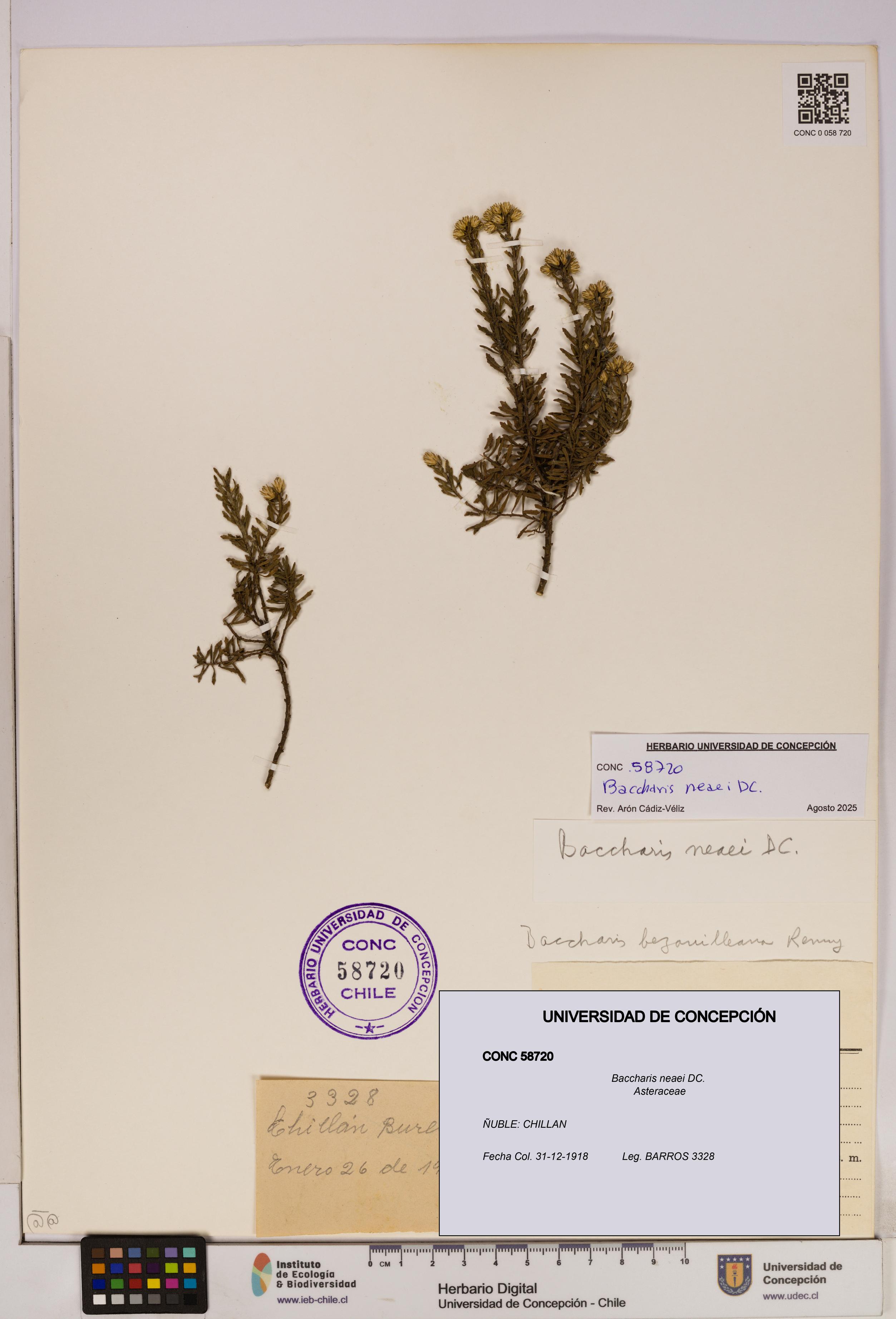 Baccharis neaei [Espécimen: UDEC:CONC:0058720]
